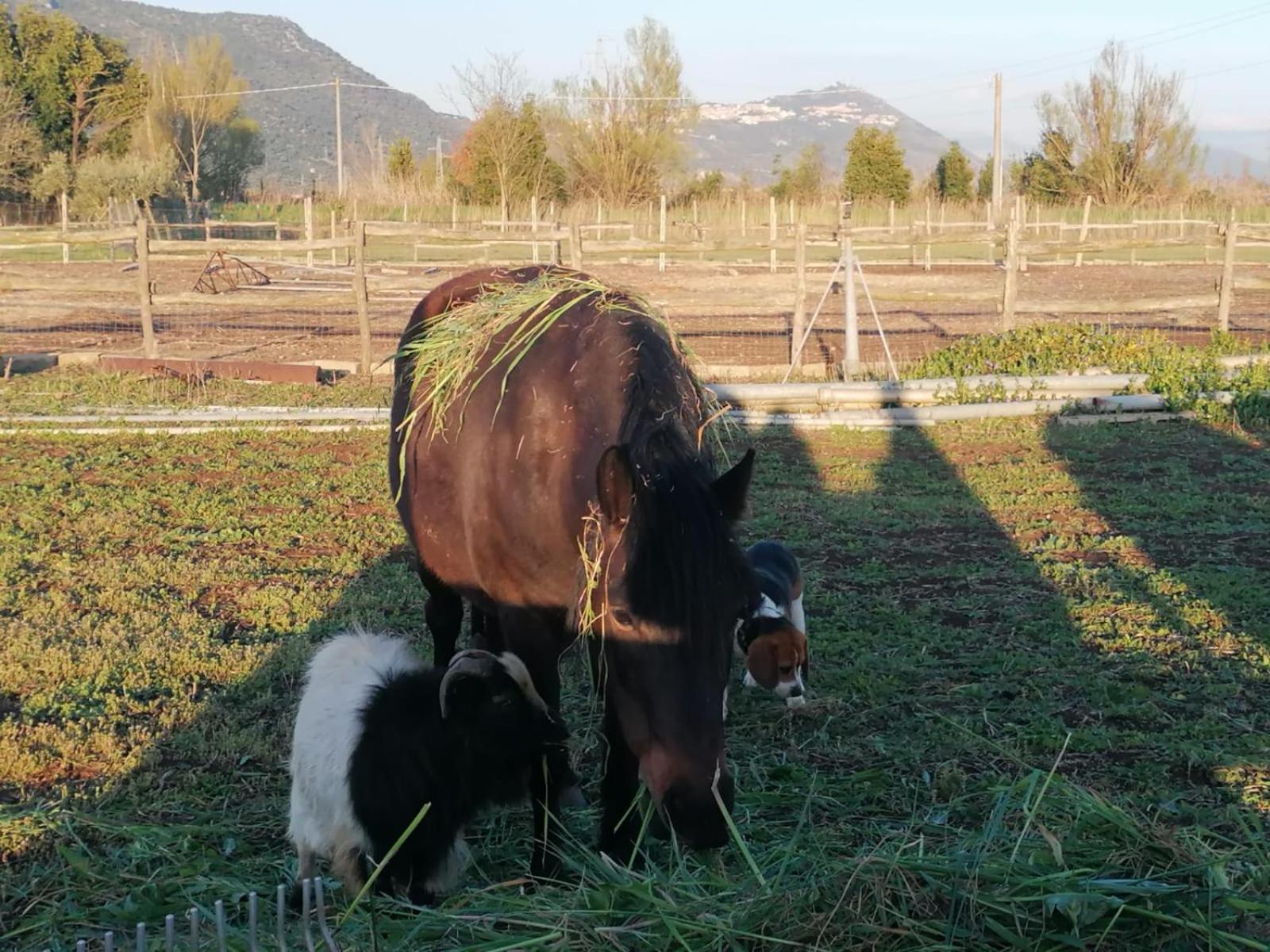 Casale Cavatella Frühstückspension Sermoneta